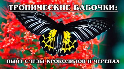 Бабочки Нижегородской области — Butterflies and moths of Nizhny Novgorod  Oblast