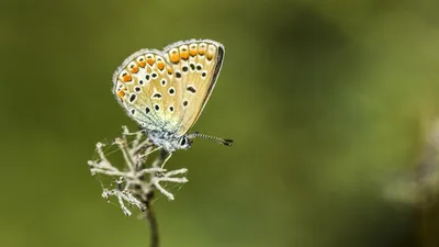 Ornithoptera — Википедия