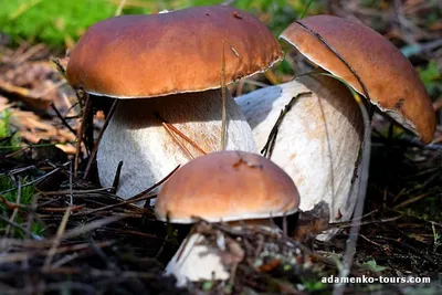 Виды белых грибов (76 фото) - 76 фото