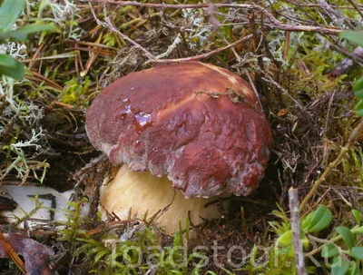 Boletus pinophilus, Белый гриб соснолюбивый (боровик)