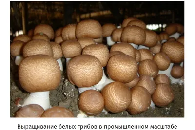 Белый гриб настоящий (Boletus edulis) – Грибы Сибири