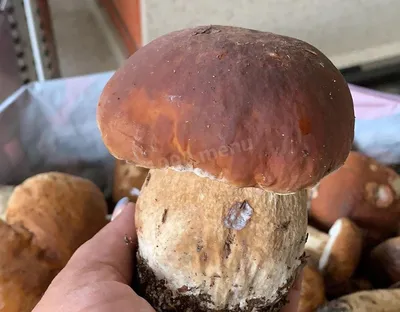 Съедобные грибы: белые или боровики - Зара над Сожам