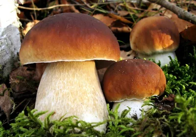 Boletus reticulatus, Белый гриб сетчатый