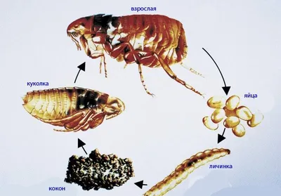 Виды блох в Москве , как избавиться от блох