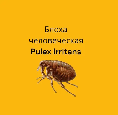 Как определить наличие блох в доме: простые способы проверить