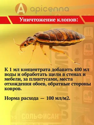 Клопы и блохи. Как их отличить и почему это важно - Доказательная медицина  для всех