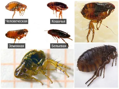 Виды блох - Марафет