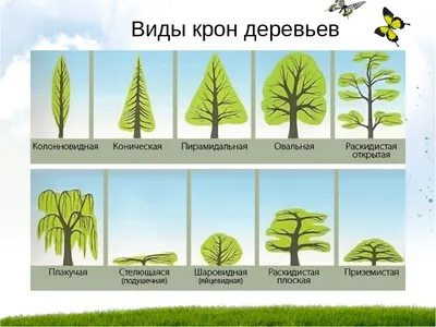 Отзыв о Плакат Дрофа Медиа "Деревья России" | Изучение деревьев!