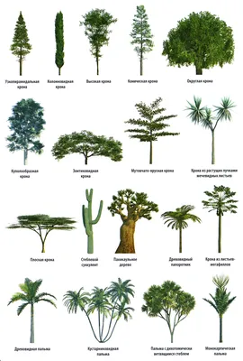 Статьи с меткой: деревья / Статьи /  - Энциклопедия растений
