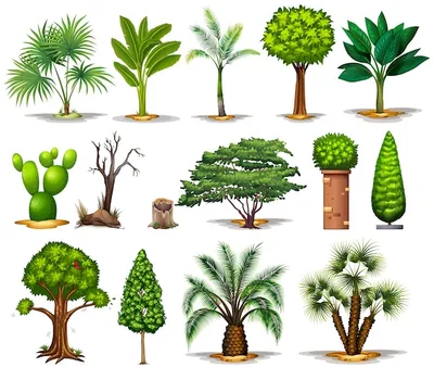 Различные виды деревьев | Премиум векторы