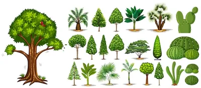 Flourish like a green bay tree, или Названия деревьев на английском | Trees  to plant, Watercolor trees, Tree painting