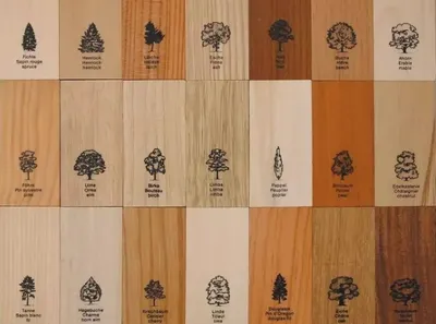 Обучающие карточки "Деревья" | Детский сайт "Растем вместе"