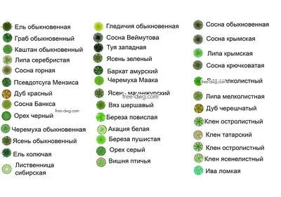 Деревья лечат одним своим видом - Милосердие.ru