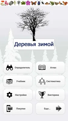 Каталог редких видов: Загадочные фото деревьев, которые не встретишь  повсюду | Каталог деревьев Фото №1244070 скачать