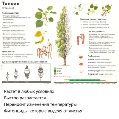 Десять фактов об одесских деревьях: треть - родом из Китая, четыре вида  ядовитые, а самое большое посадил Пушкин (инфографика)