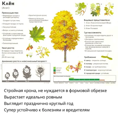 Различные виды деревьев и цветов | Премиум векторы