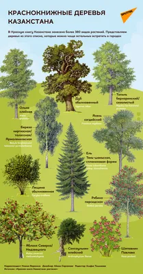 Елки, карагачи, абрикосы. Какие деревья стоит сажать в Бишкеке - | 