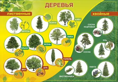 Виды деревьев: какие растут в России и Москве, их названия, описание и  особенности