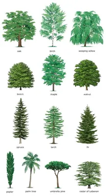 Различные виды деревьев | Премиум векторы