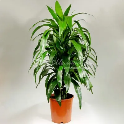 Драцена отогнутая (Dracaena reflexa) — описание, выращивание, фото | на  