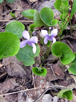 Фиалка — выращивание и уход, покупка | Global Flowers