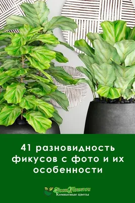 Фикус Мелани уход фото / Ficus Melany