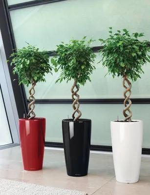 Фикусы Ficus - фотокаталог для заказа фикусов | EXOTIC PLANT Редкие  коллекционные растения