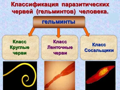 Гельминтоз (глисты у человека): причины заболевания, классификация,  симптомы, диагностика и лечение, профилактика гельминтоза