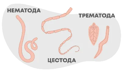 Лекарство против глистов для человека - аптеки Ригла