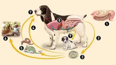 Дирофиляриоз у собак или сердечный червь
