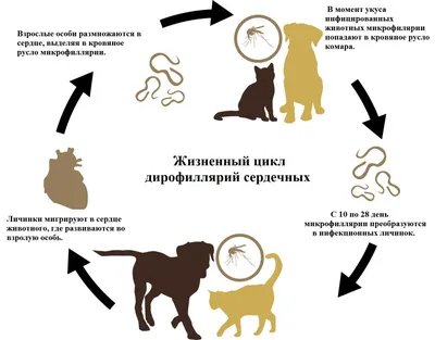 Купить Милпразон таблетки от глистов для собак весом до 5 кг (цена за 1  таблетку) - доставка, цена и наличие в интернет-магазине и аптеках Доктор  Вет