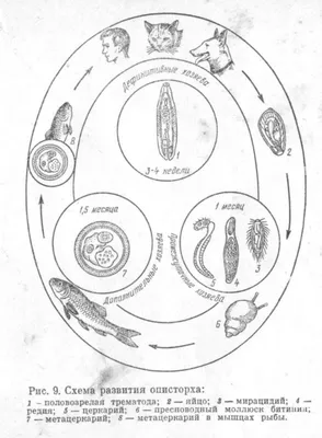 Гельминтозы у собак и кошек Мир хвостатых - журнал о домашних питомцах.