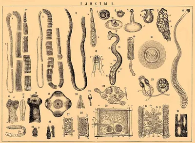 Врачи назвали признаки наличия паразитов в организме: читать на 