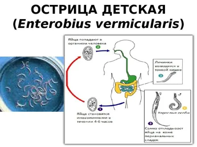 Как понять, что у собаки глисты: основные признаки и симптомы