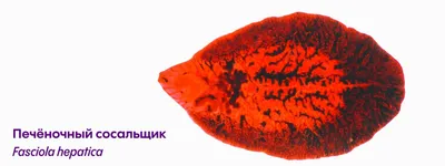 Unitox от паразитов и глистов: уничтожает все известные виды гельминтов  купить по цене 1196 ₽ в Москве на  (ID#50833527)
