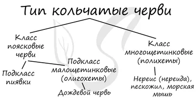 Как бороться с глистами: виды паразитов, симптомы и пути заражения —  Актуальная тема