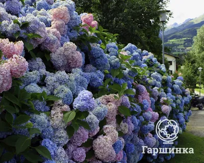 Виды и сорта гортензий садовых: фото и названия, описание | 