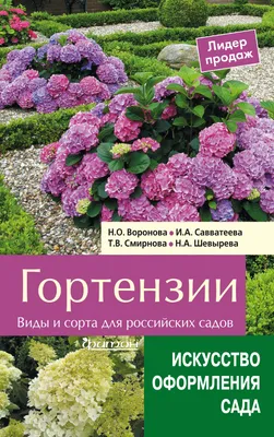 Виды и сорта гортензий, классификация гортензий