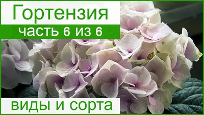 ТОП 10 СОРТОВ ✔️ Гортензия метельчатая 🌺 Лучшие сорта для средней полосы -  YouTube