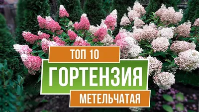 Гортензия Метельчатая С1, 20 см по цене 833 ₽/шт. купить в Москве в  интернет-магазине Леруа Мерлен