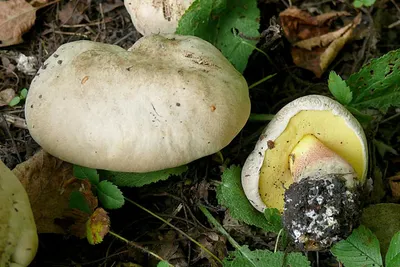 Польза и вред грибов для организма человека: какие грибы как правильно  готовить для еды -  - Фонтанка.Ру