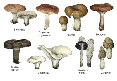 Грибы съедобные и ядовитые. Описания и виды грибов с фото. | Ботанические  рисунки, Ботанические иллюстрации, Грибы