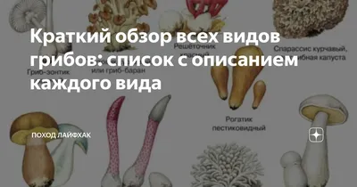 Съедобные грибы — Википедия