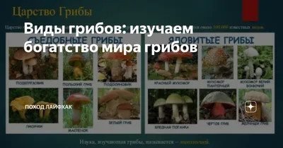 Книга Грибы русских лесов и полей - купить дома и досуга в  интернет-магазинах, цены на Мегамаркет |