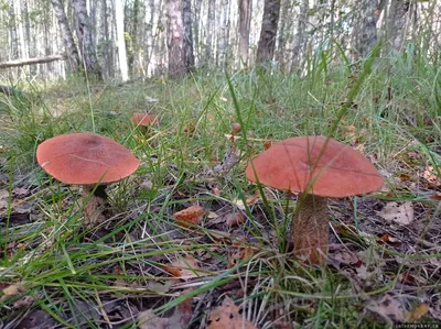 Разновидности грибов Карелии - статья от база отдыха Берлога