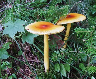 В лес на «грибалку»: москвичам рассказали, какие виды грибов можно  встретить осенью