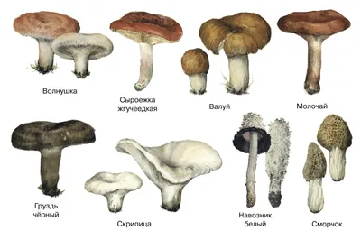 Lactarius citriolens, Груздь бахромистый (бахромчатый)