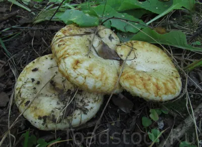 Груздь настоящий (сырой), Lactarius resimus - Грибы Средней Полосы