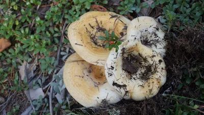 Груздь желтый (Lactarius scrobiculatus) - YouTube