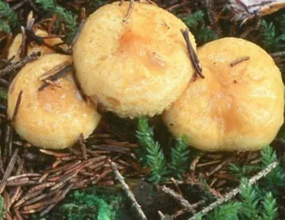 Смотрите, смотрите - у нас новые грузди!" (новые грибы наших лесов, часть  II) | Это грибы! | Дзен